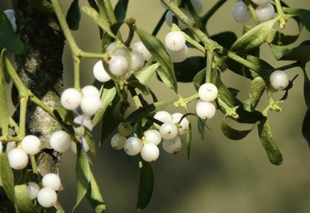 greystone caravan site